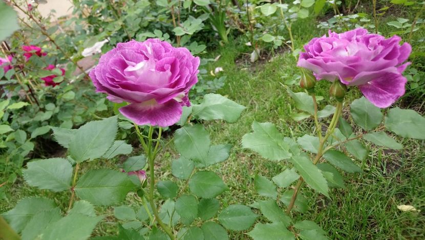  - Huddersfield Choral Society