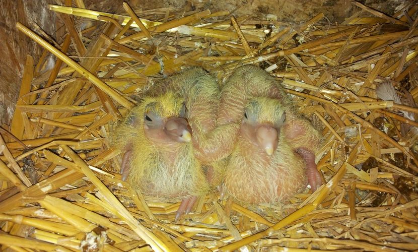 Perechea  4 . - 04 PUI TEXANI 2019