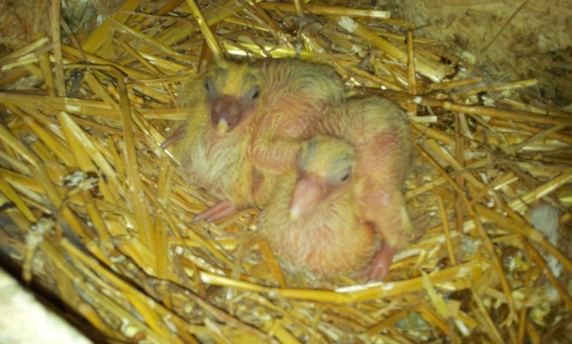 F - neagra  si  F galbena     (  29.05.2019  ) - 04 PUI TEXANI 2019