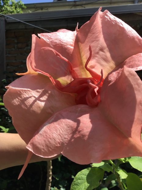 98ADBDFF-8614-4330-8B1E-BB78E97B8DFB - Brugmansii 2019