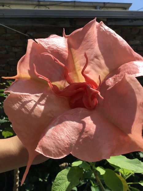 DEB1967C-37F2-4334-86AB-19C32A53F139 - Brugmansii 2019