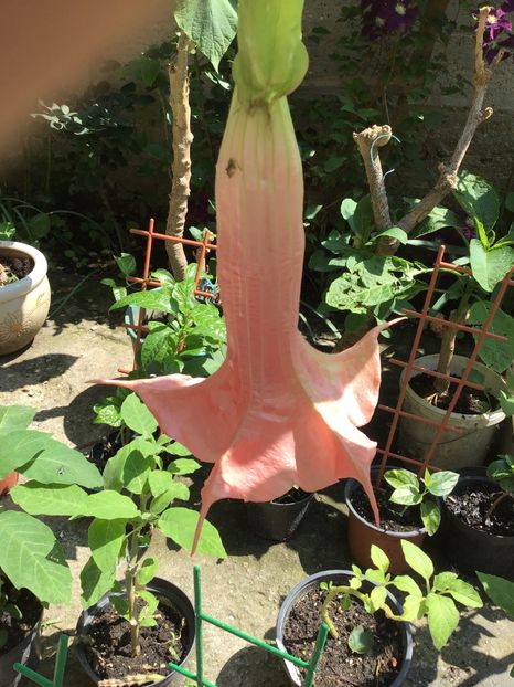 585E9B10-ECEC-495D-B8F2-B3CED5AB084D - Brugmansii 2019