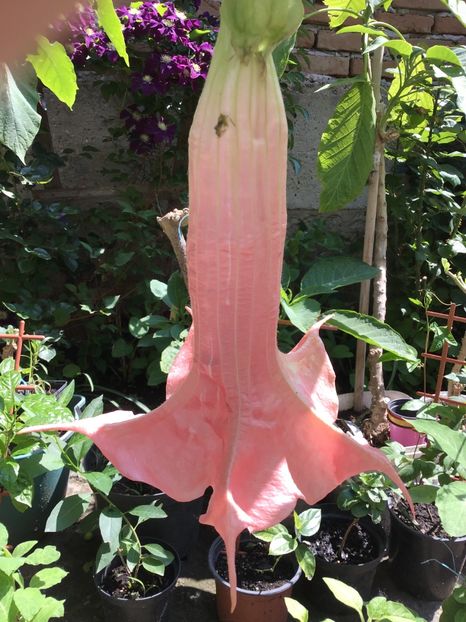 4C859AE9-B58A-4A73-A74A-1422302A2588 - Brugmansii 2019