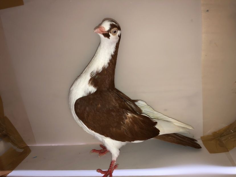 6820  mascul  2019_2 - tineret 2019