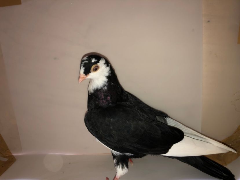 6819  femelă  2019_1 - tineret 2019