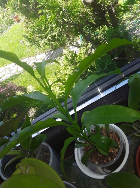  - Multiflora