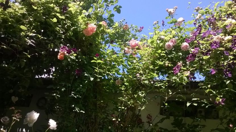  - Gradina 2019