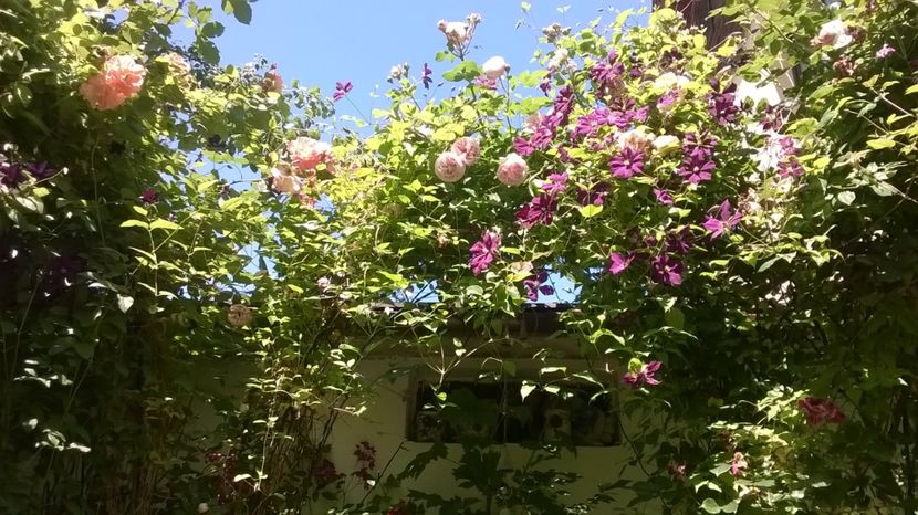  - Gradina 2019