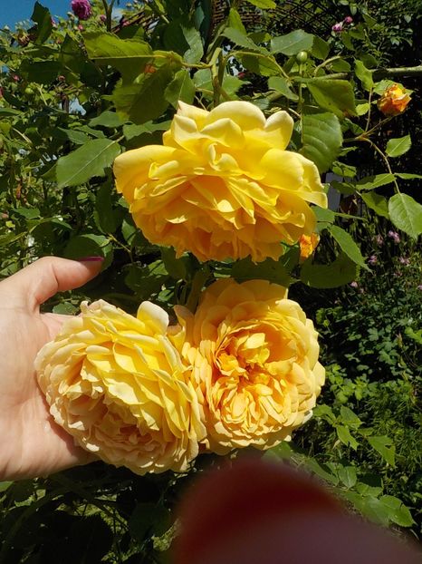  - golden celebration