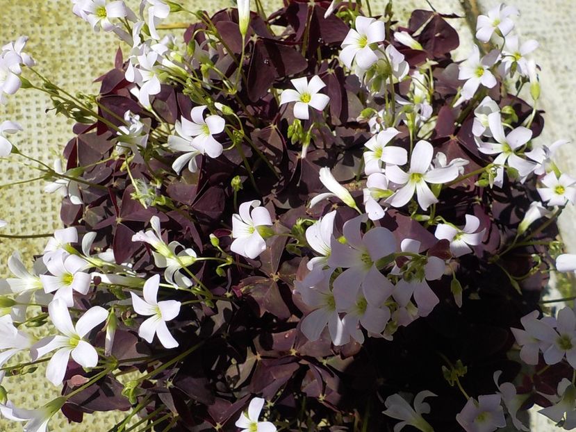  - oxalis triangularis