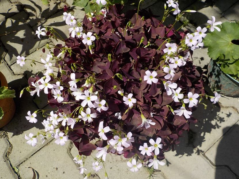  - oxalis triangularis