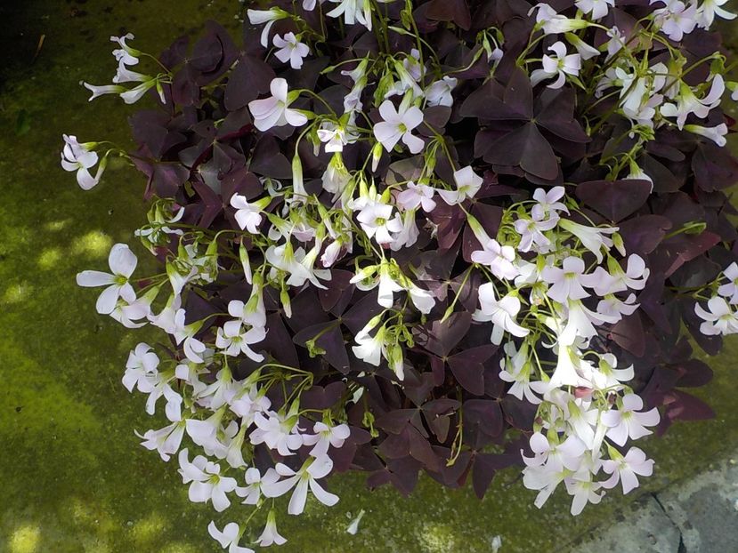  - oxalis triangularis
