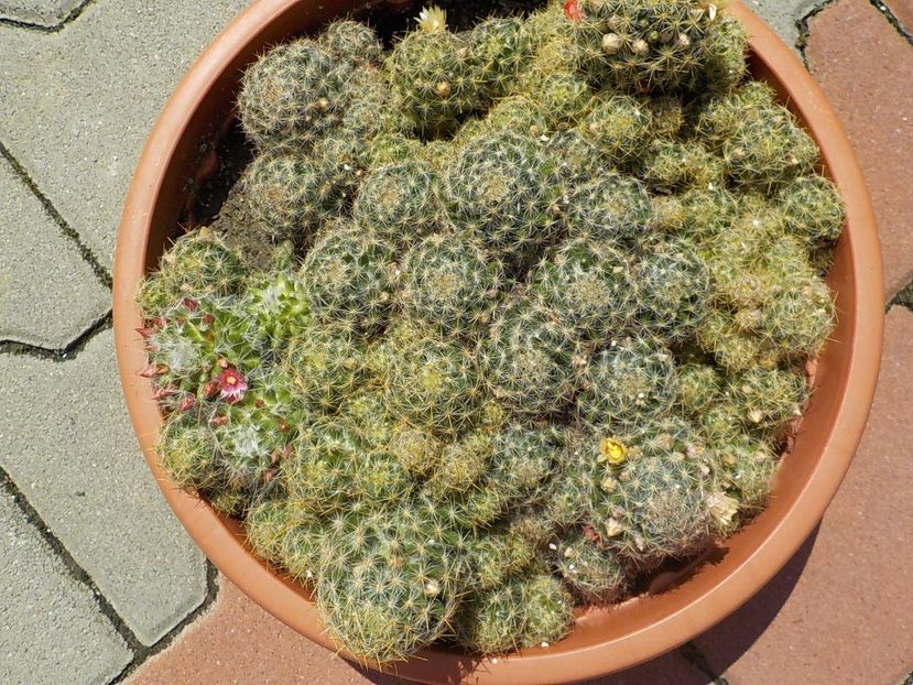  - mammillaria prolifera