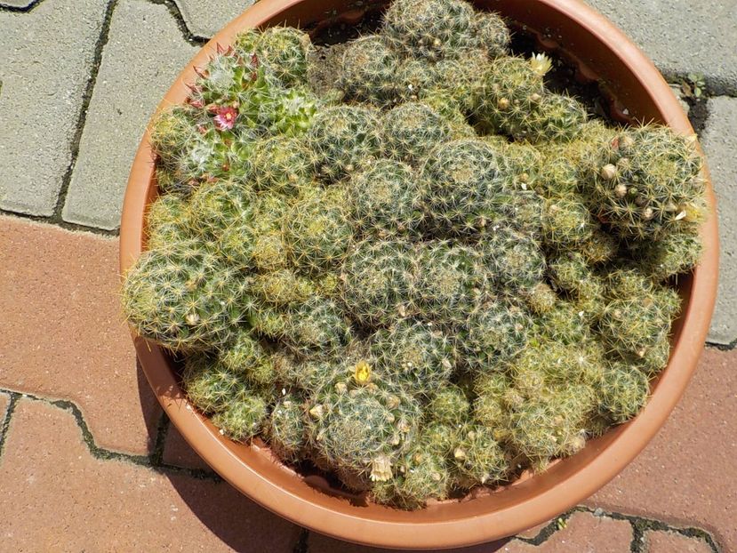  - mammillaria prolifera