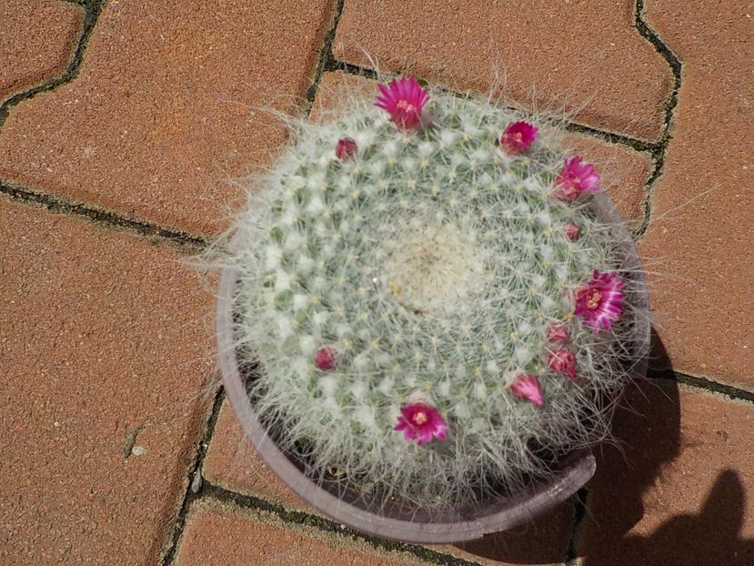  - mammillaria candida