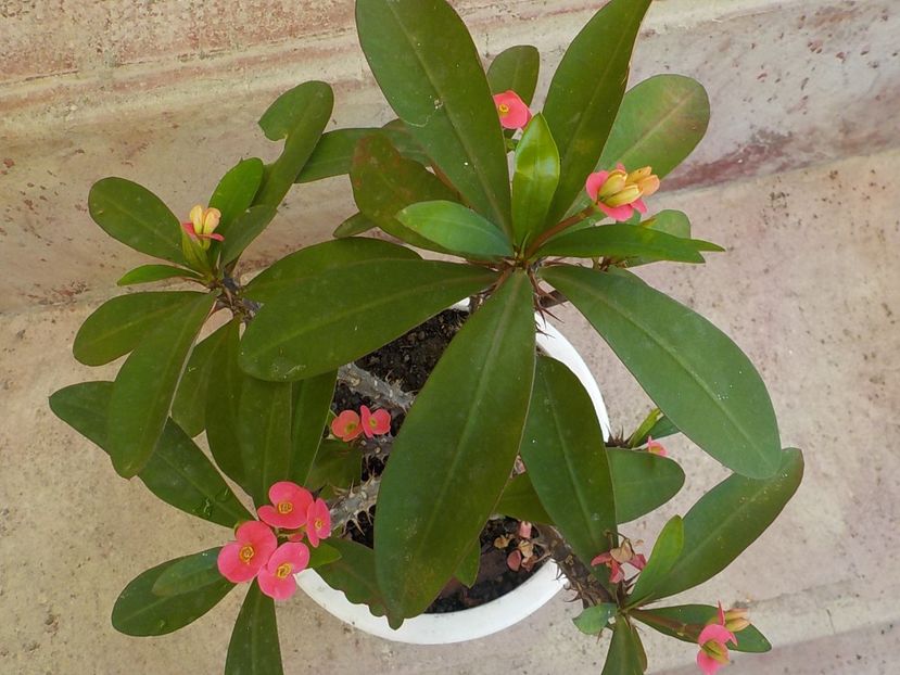  - euphorbia milli