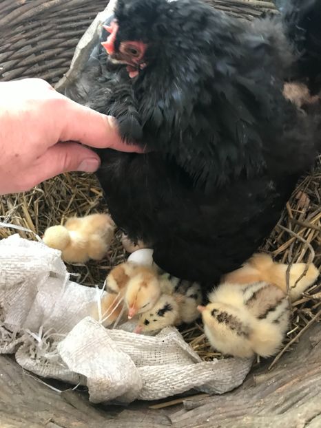 Seria 3 - Puisori 2019