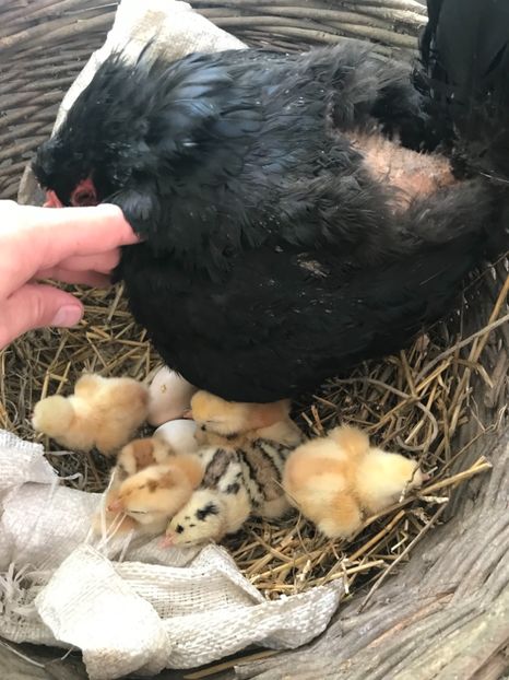 Seria 3 - Puisori 2019