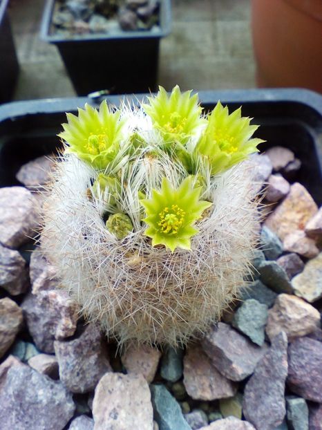 Escobaria chaffeyi viridiflora - cactusi 2019