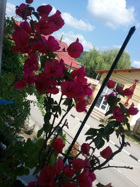  - Bougainvillea