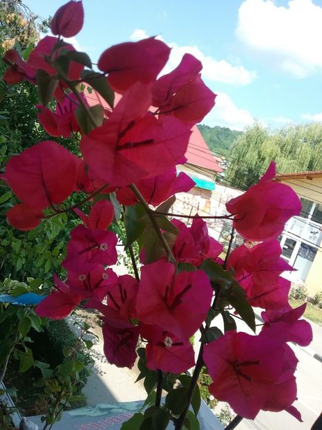  - Bougainvillea