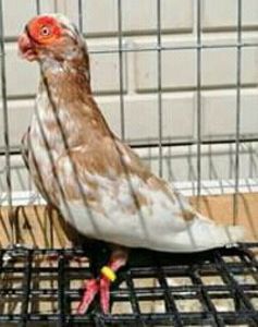  - B E R B E R I  ---    BARBS  PIGEONS