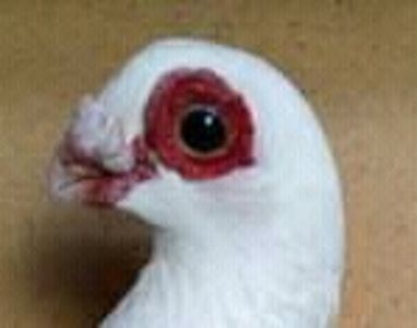 Ucraina - B E R B E R I  ---    BARBS  PIGEONS