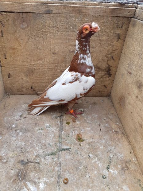  - Carunculati si Berberi