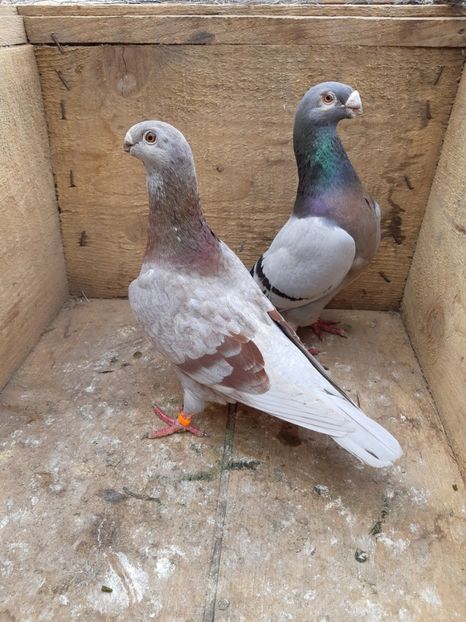 Antwerpen P1 - Perechi 2019