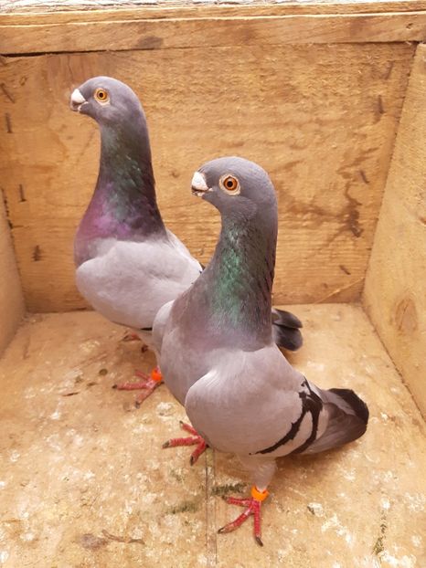 Antwerpen P2 - Perechi 2019