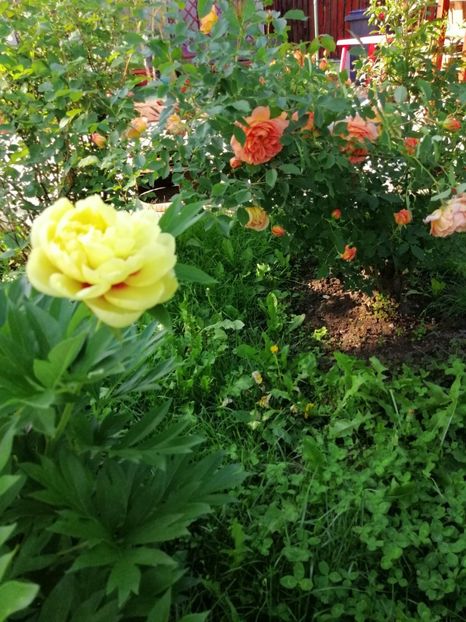 Bartzella - 000 Bujori 2019