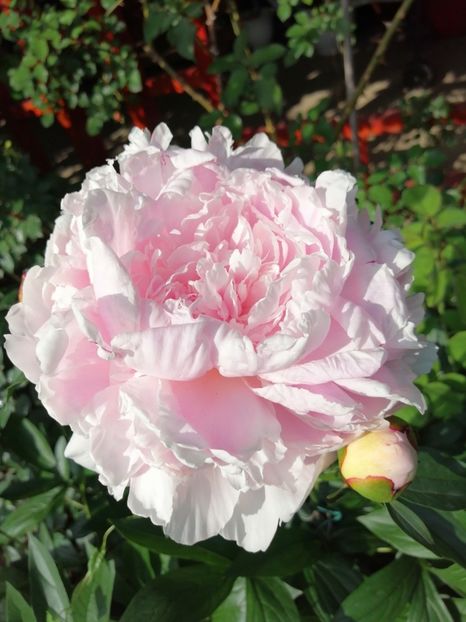 Piwonia-Myrtle-Gentry - 000 Bujori 2019