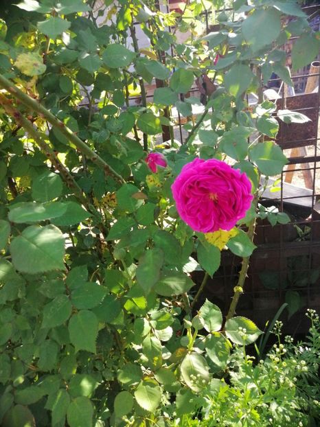  - Bourbon Great Western