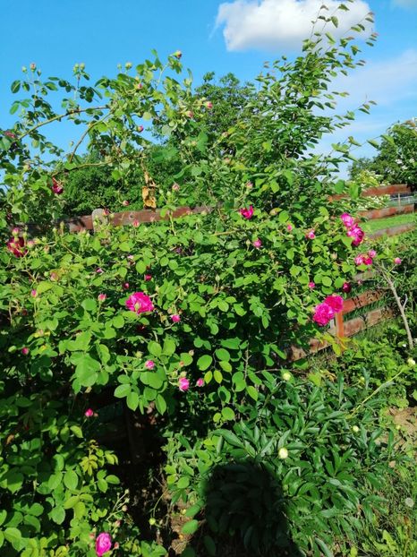  - Bourbon Great Western