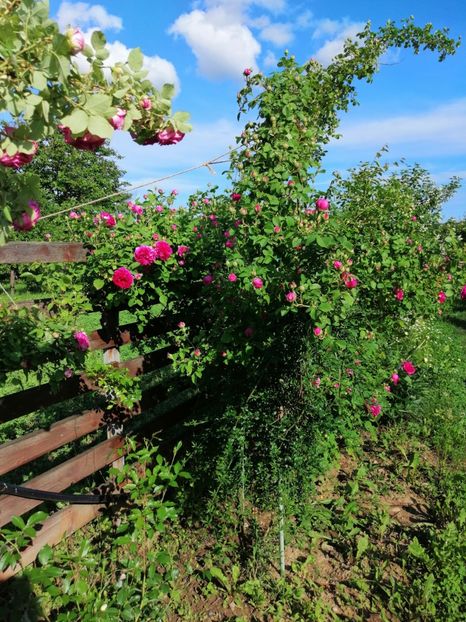  - Bourbon Great Western