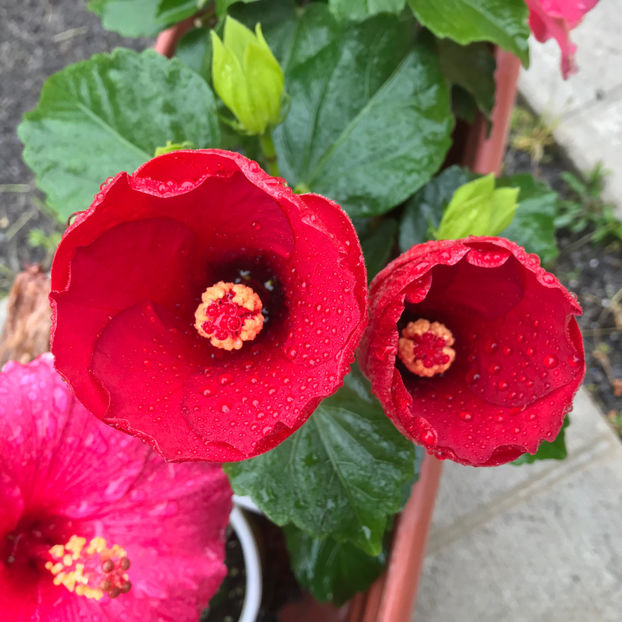  - Jurnalul gradinii 2019