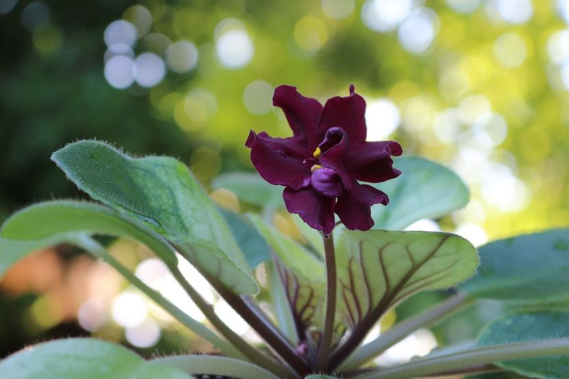 EK-Boj Bykov Gold - EK - Boi Bykov Gold