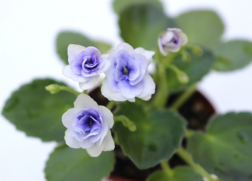 Optimara Little Moonstone - Optimara Little Moonstone