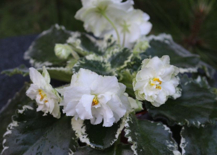 Cool Mint - Cool Mint