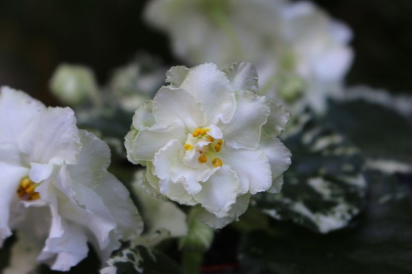 Cool Mint - Cool Mint