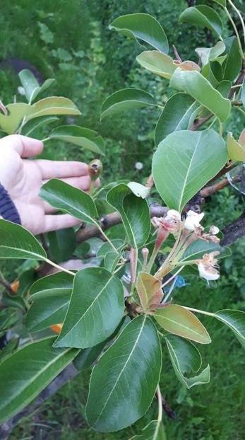 received_364134704234583 - De prin curte