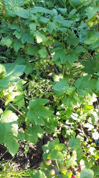 received_449823232230883 - De prin curte