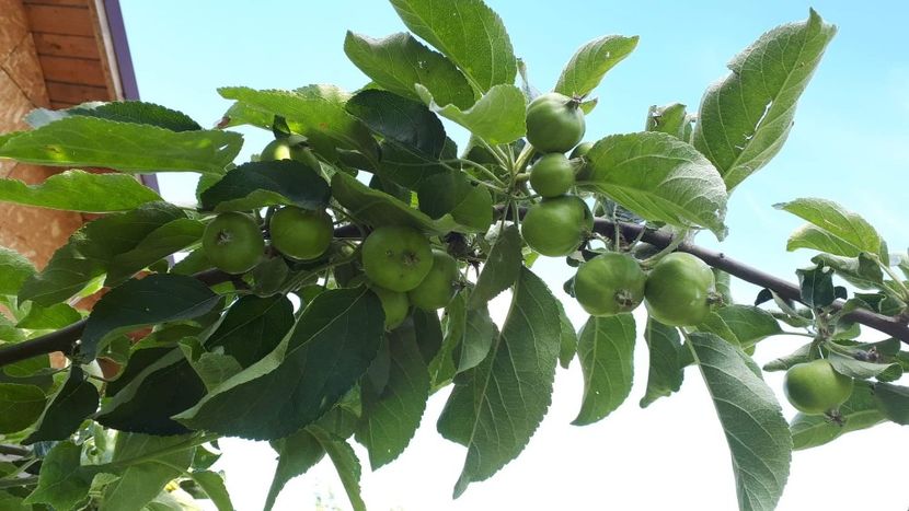 received_3013050132040230 - De prin curte