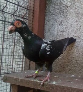 F 2017 - Carunculați 2019