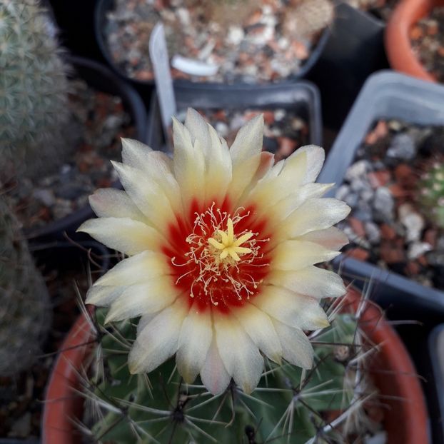 Hamato cactus setispinus - Cactusi înfloriti 2019