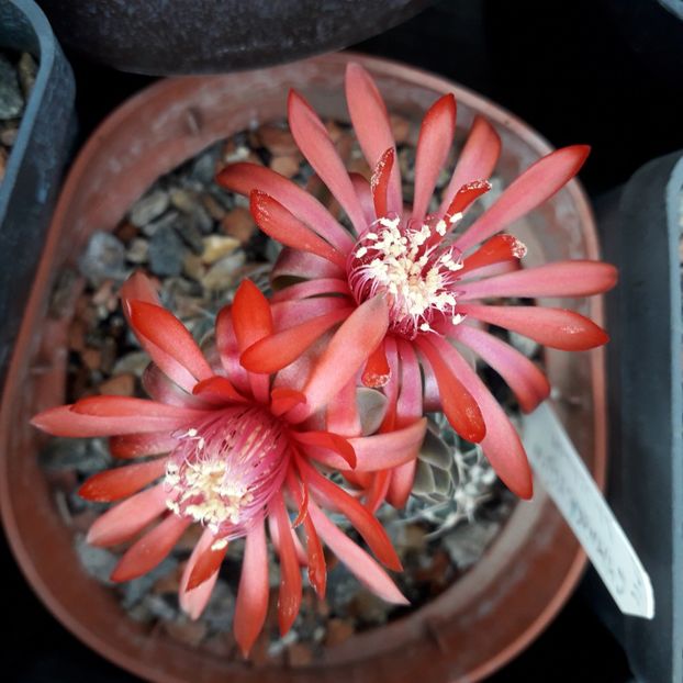 Gymnocalycium Baldianum - Cactusi înfloriti 2019
