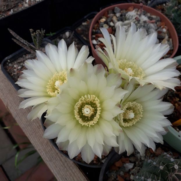 Gymnocalycium  Schatzlianum - Cactusi înfloriti 2019