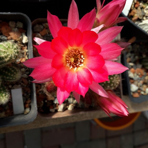 Chamacereus hibrid flori ticlam - Cactusi înfloriti 2019