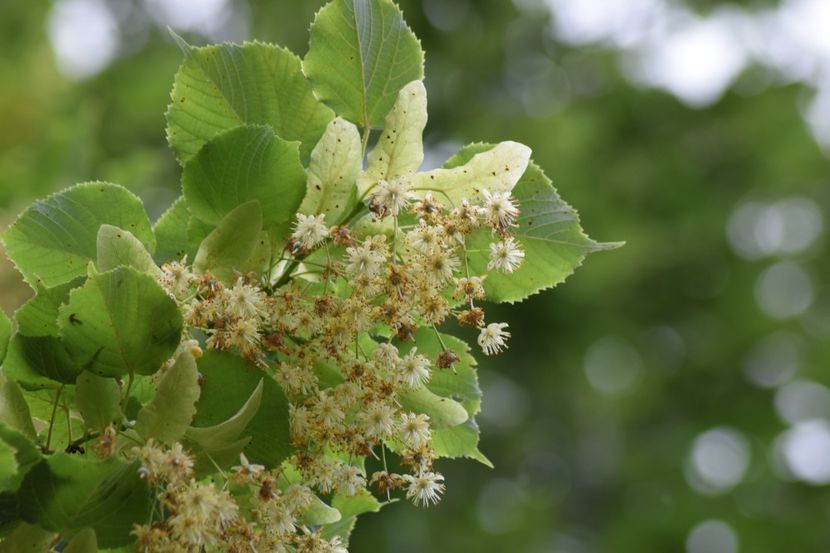  - Vizita la Gradina Botanica Bucuresti