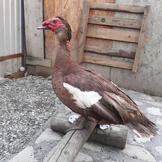  - Rate Lesesti
